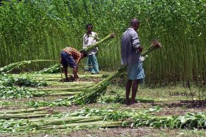 Jute Corporation increases MSP to stop distress sales