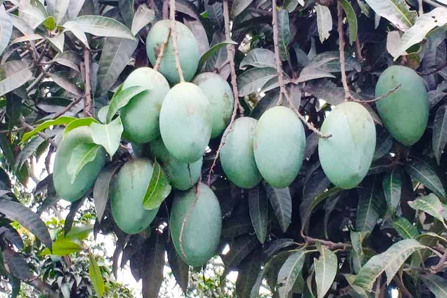 Mango