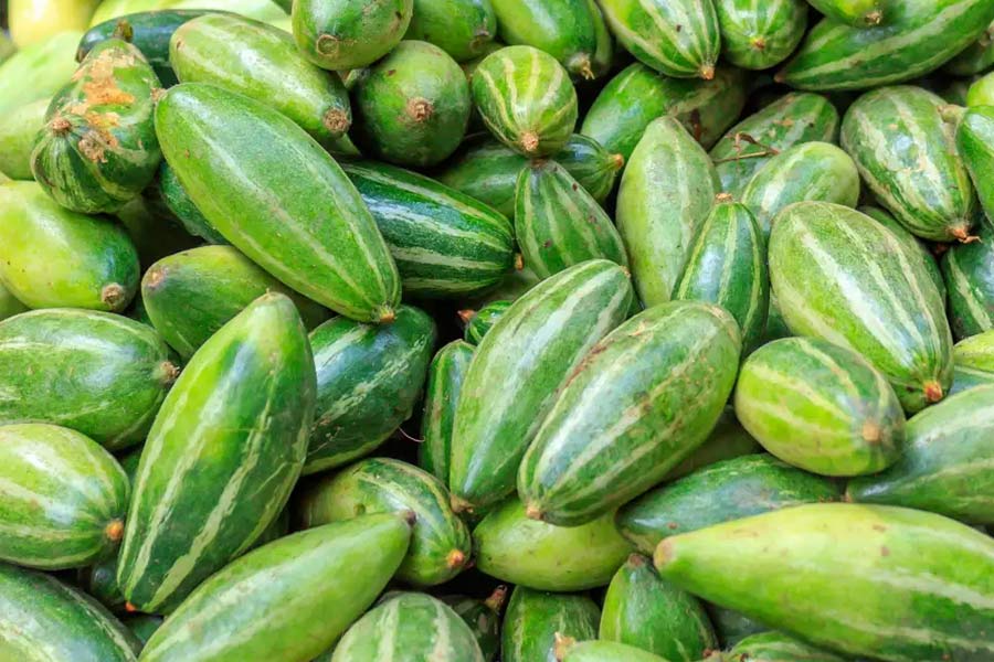 Ways of pointed gourd cultivation