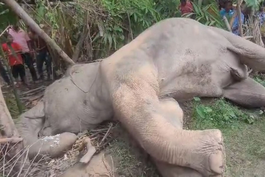 Locals protest against forest department after death of elephant in Jaldapara