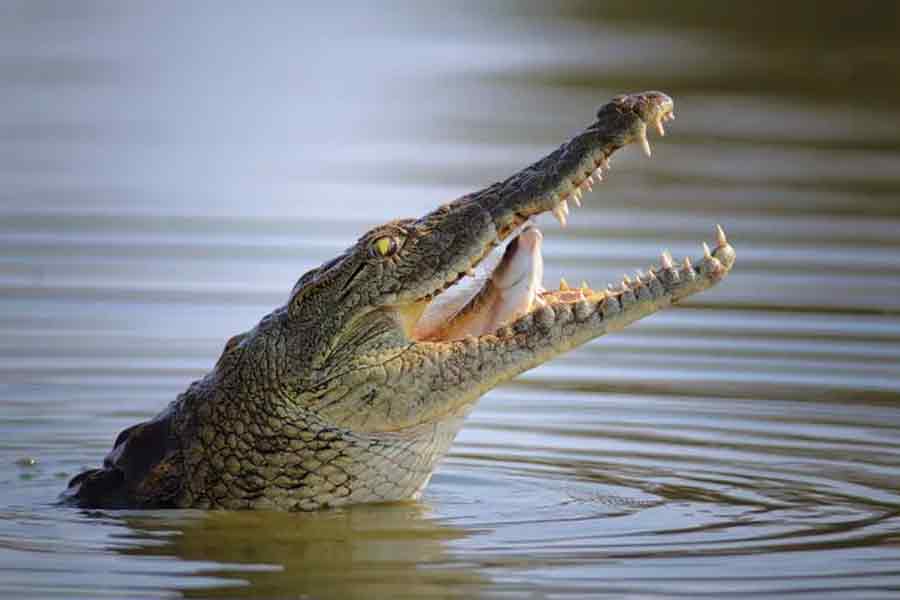 Crocodile dragged a teen into the deep water, his body recovered after 36 hours
