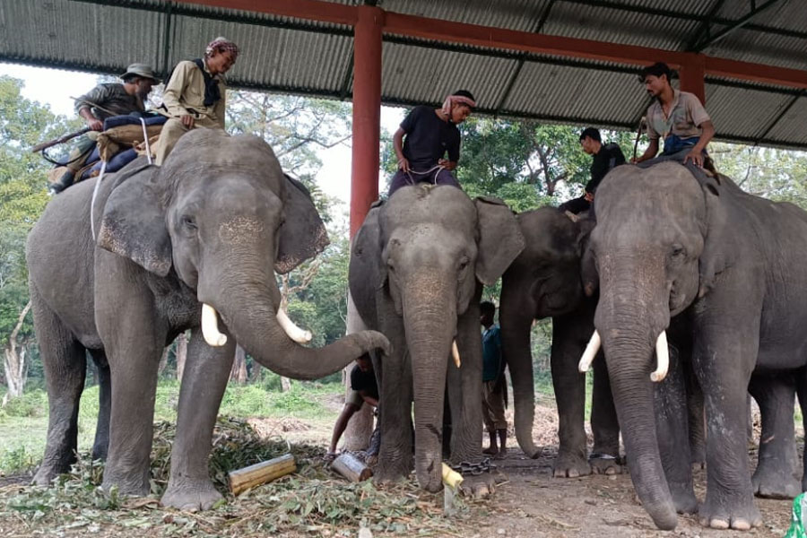 Sundar, Mad elephant of Jaldapara is back to duty after suspension with certificate Padmasree winner Parvati Barua