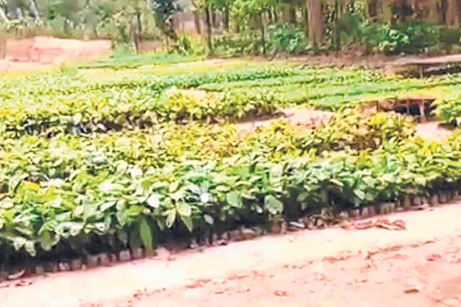 Japan govt helps to plant extinct saplings in Bishnupur