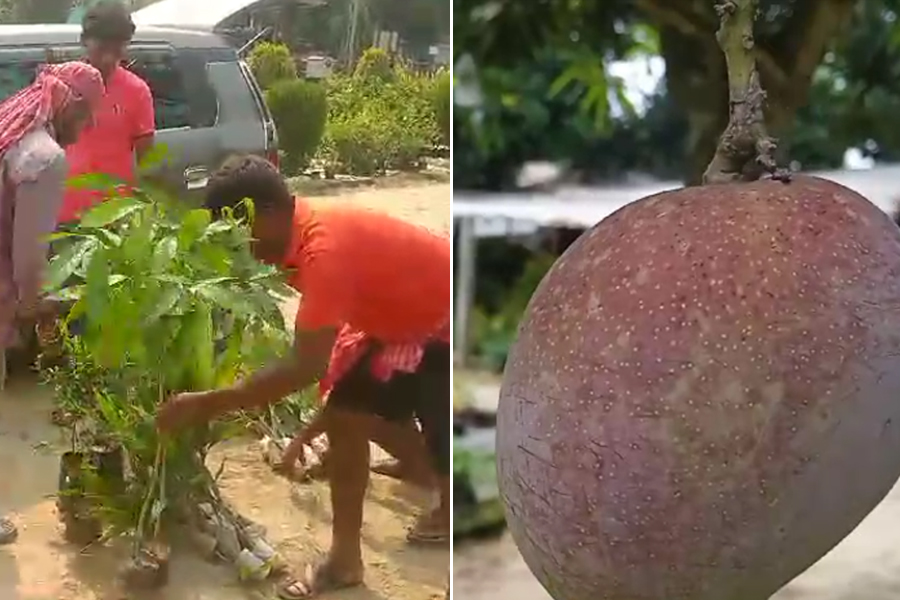 Purba Bardhaman: Growing a Variety of Mangoes from Miyazaki to Pakistan in Purbasthali