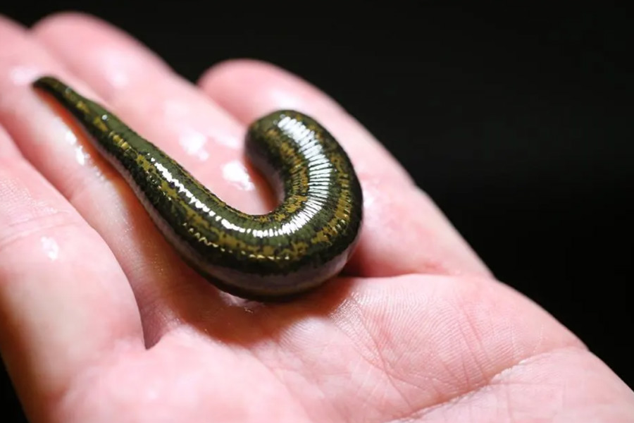 Doctors remove leech from Uttar Pradesh man's 'itchy' nose
