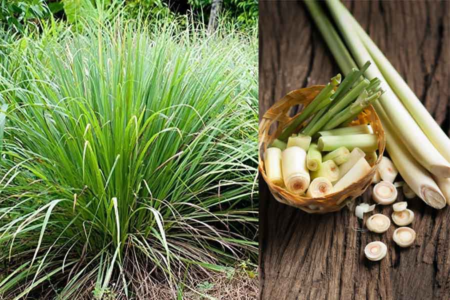 Ways of lemon grass cultivation