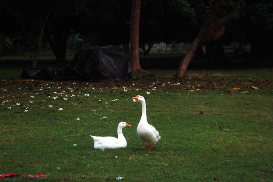 Maheshganj-Estate-2