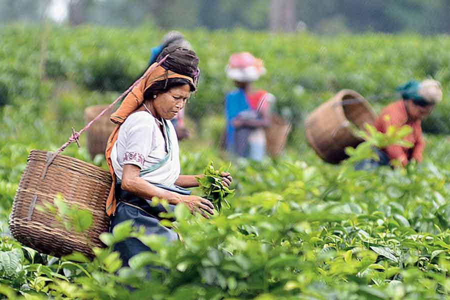 Tea farming in danger due to lack of rain in Winter
