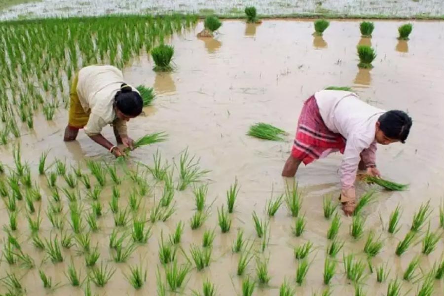 Central Government approved MSP for 14 crops