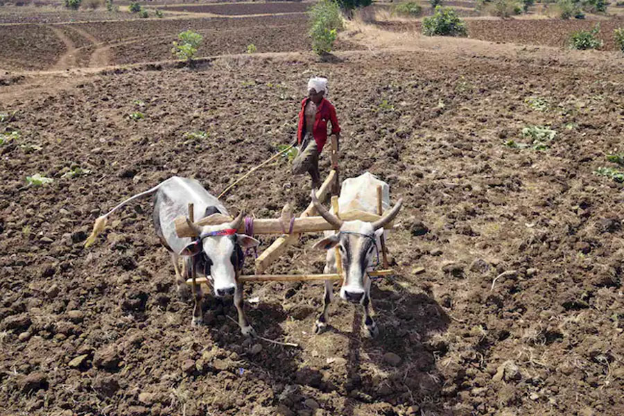 Mayureswar's farmer faces loss