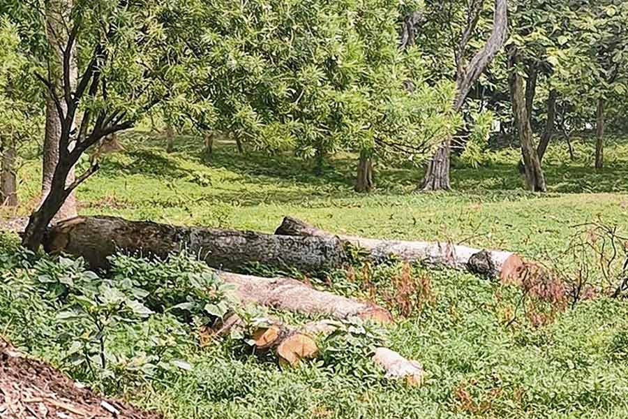Forest dept serves notice to saint over alleged tree felling