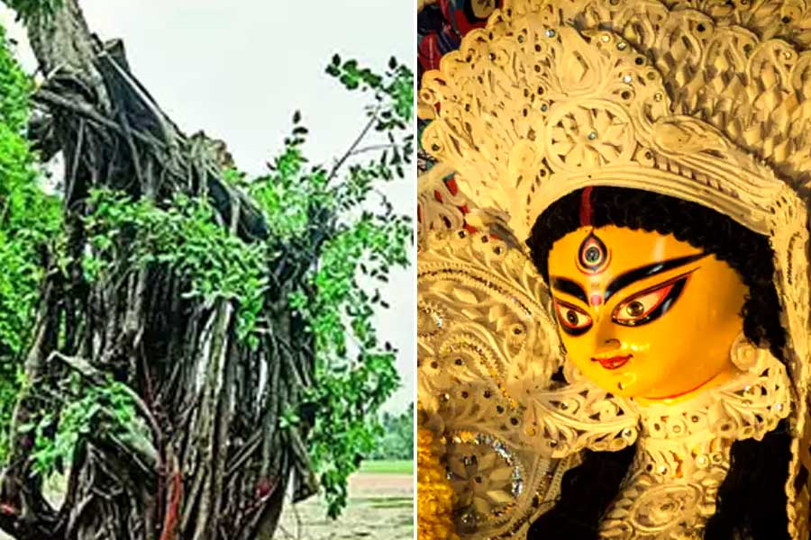 Transplanted banyan tree used to perform khuti puja in Park Circus Durga Puja