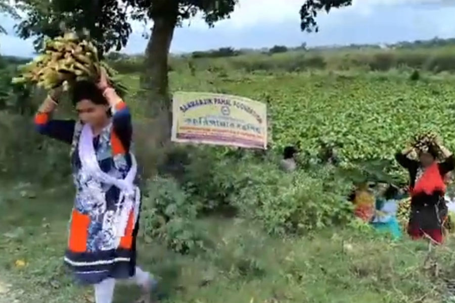 Bags are being made from Water hyacinths in Hooghly Bandel