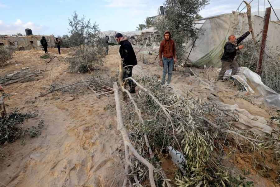 57 percent of Gaza agricultural land has been destroyed due to Israel Hamas conflict