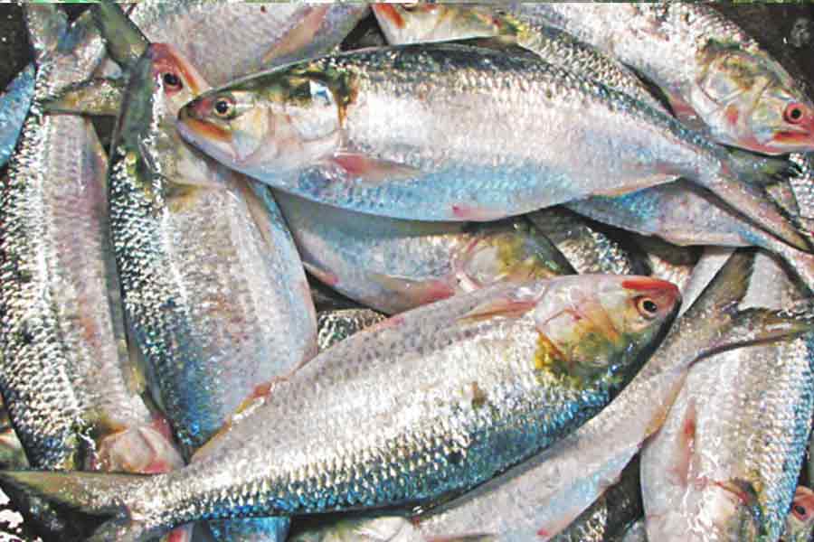 Thief steals Ilish and pomfret fish form