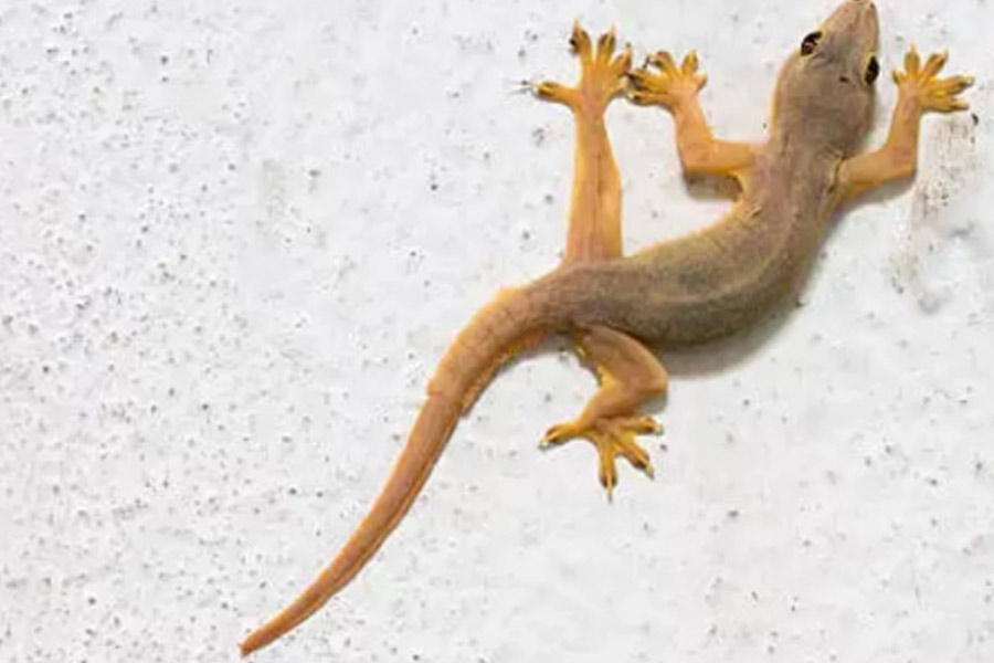 Lizards in mid-day meal food in a Uluberia school