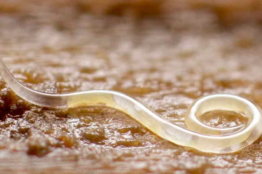 Nematodes helps farmers, says experts