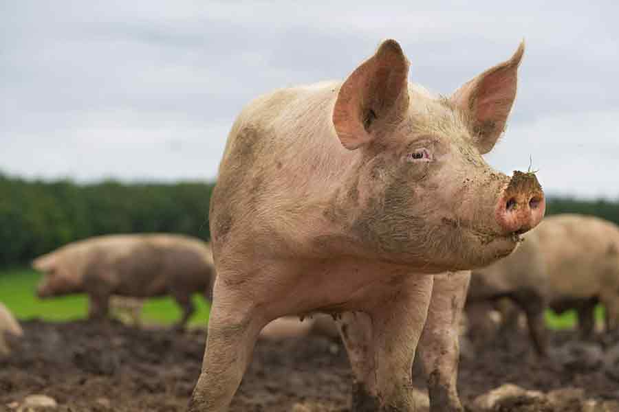 Elderly Woman Died due to Pig's Bite In Bankura