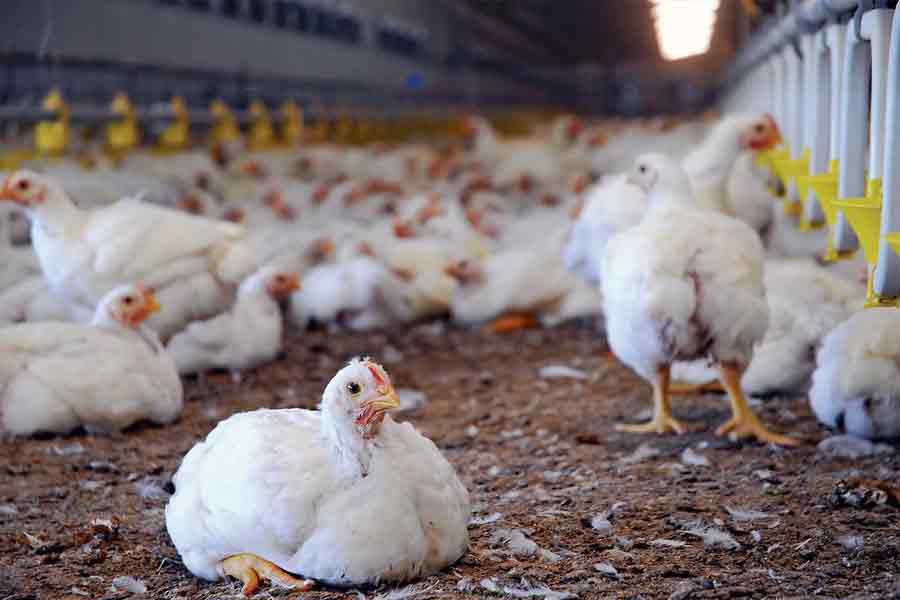 WB govt will not import chicken and eggs from Godavari region due to Bird Flu