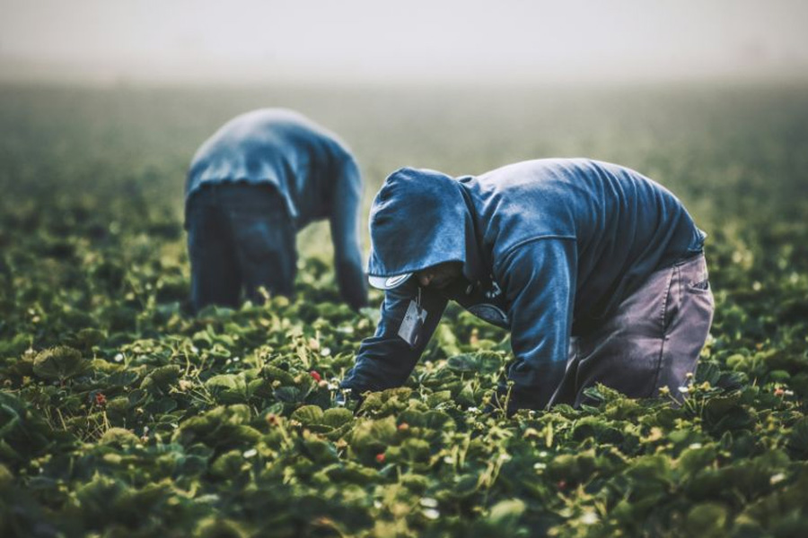 33 Indian Farm Labourers are Freed From 