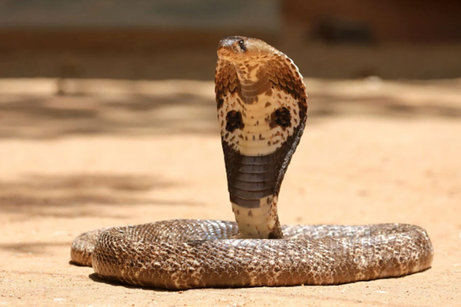 Bihar man Bites snake that bit him