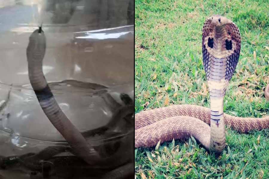Snakes recover from Malda girls high school