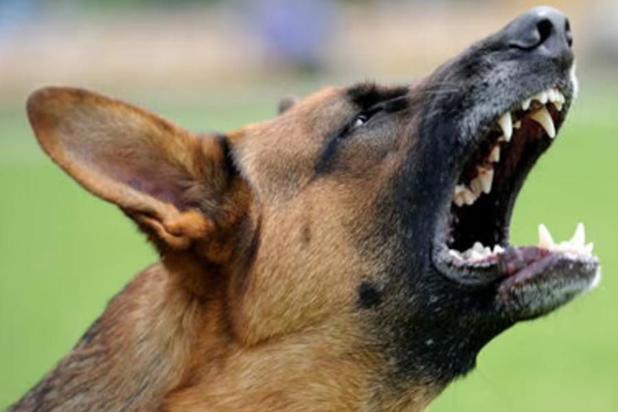 Jalpaiguri man allegedly killed his dog and sold flesh