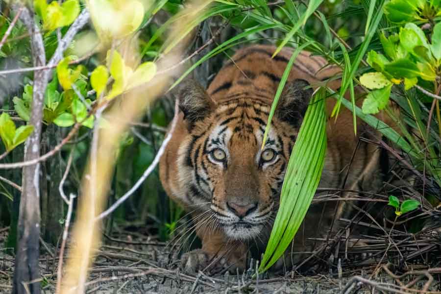 Tiger Kills fisherman In Sundarbans