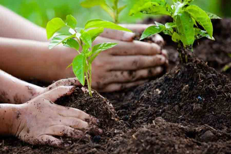 Plant trees, Calcutta HC's punishment for filling fake case