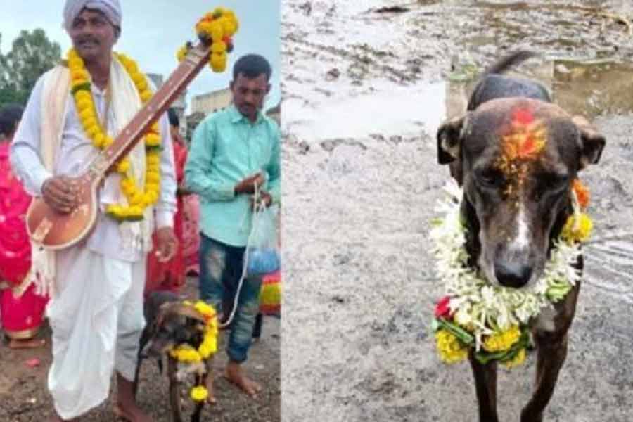 The lost dog travels 250 km to returns home in Karnataka village, locals hold feast
