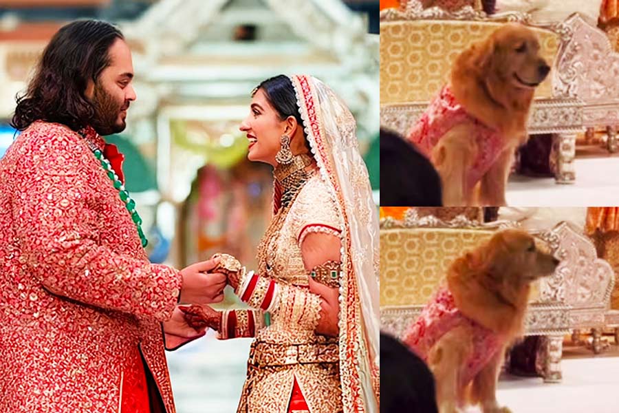 Anant Ambani's Pet Dog Steals The Show At Wedding In Adorable 'Sherwani', Video Goes Viral