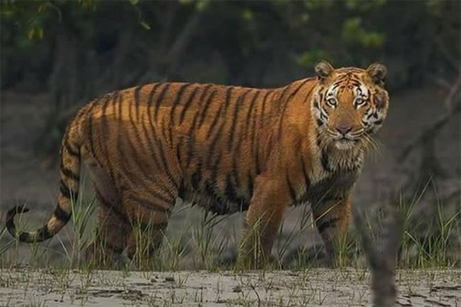 Alipore zoo brings new tiger from Nandankanan