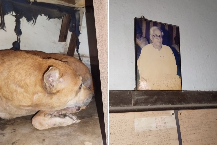 Buddhadeb Bhattacharya's pet dog of Ex CM mourns after his death