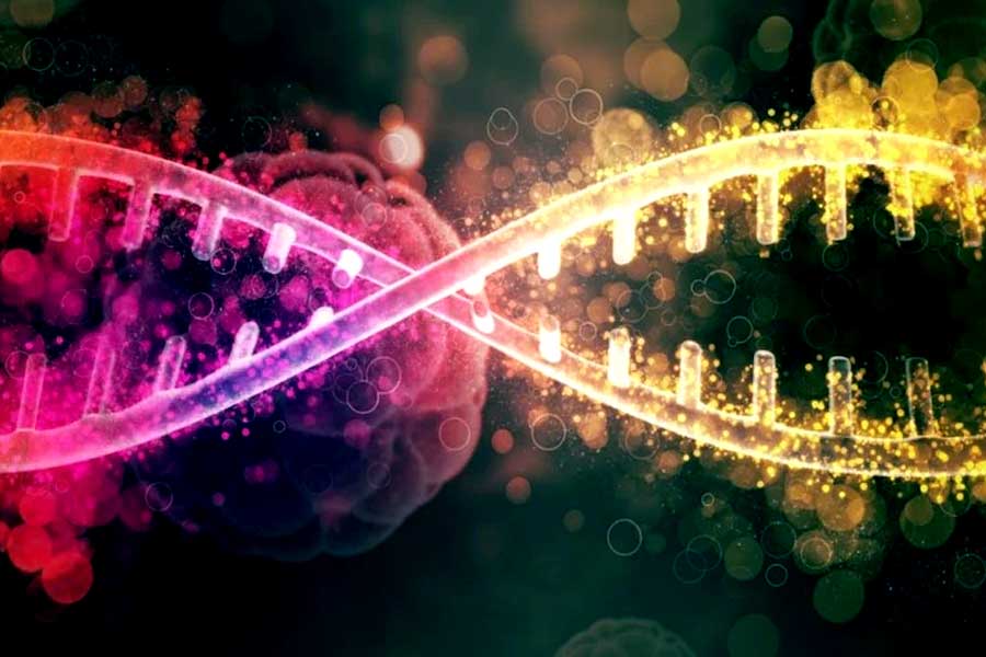 Y Chromosome Shrinking, Are Men Going To Extinct From Earth?