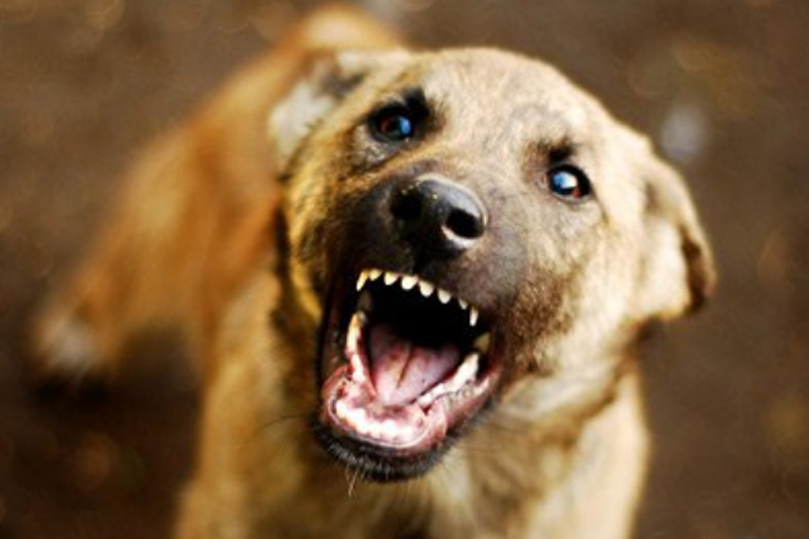 A dog bites 22 people in three hours at Purulia