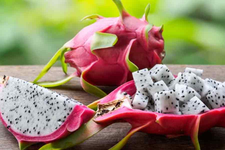 Dragon fruit is farmed in Junglemahal