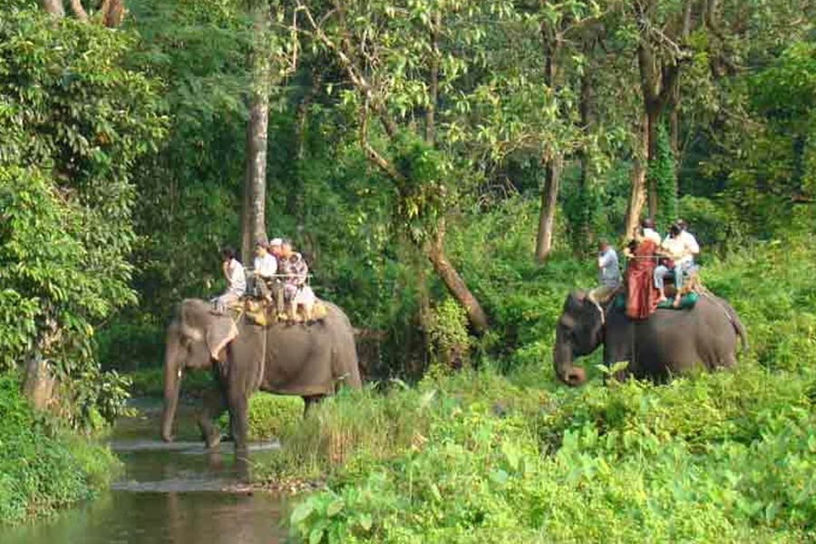 Dooars Elephant safari's seat will be increase during festive season