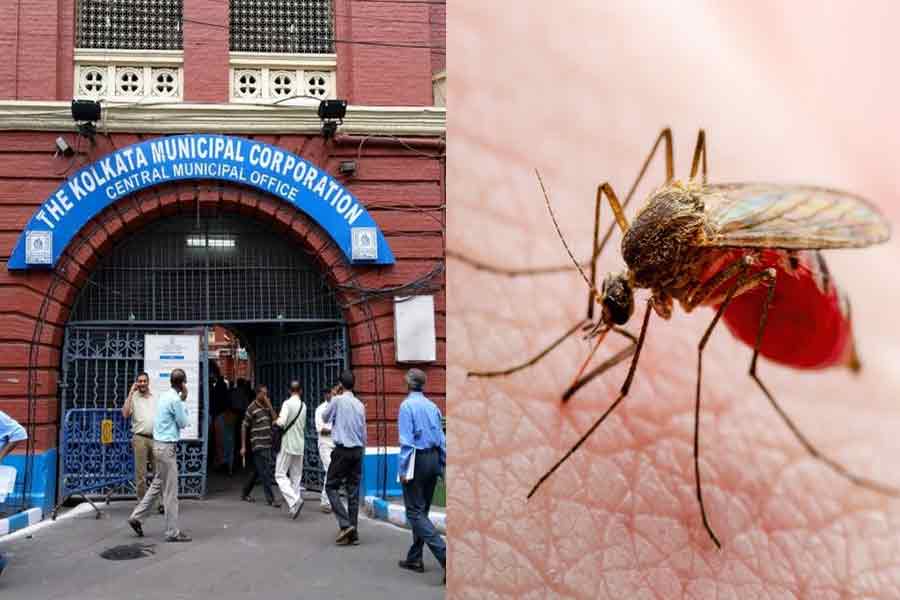 KMC to take strict action to prevent dengue