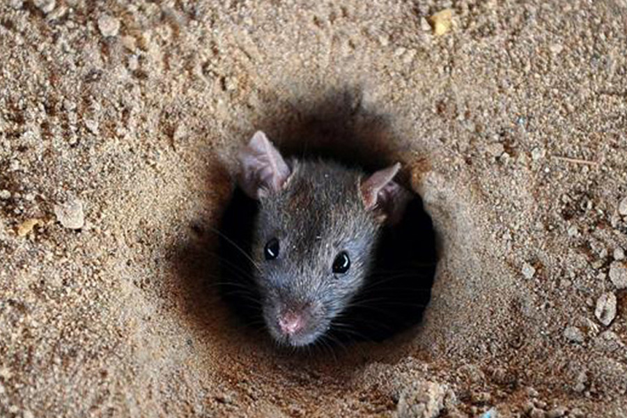 Pakistan to deploy hunter cats to tackle rat problem in parliament