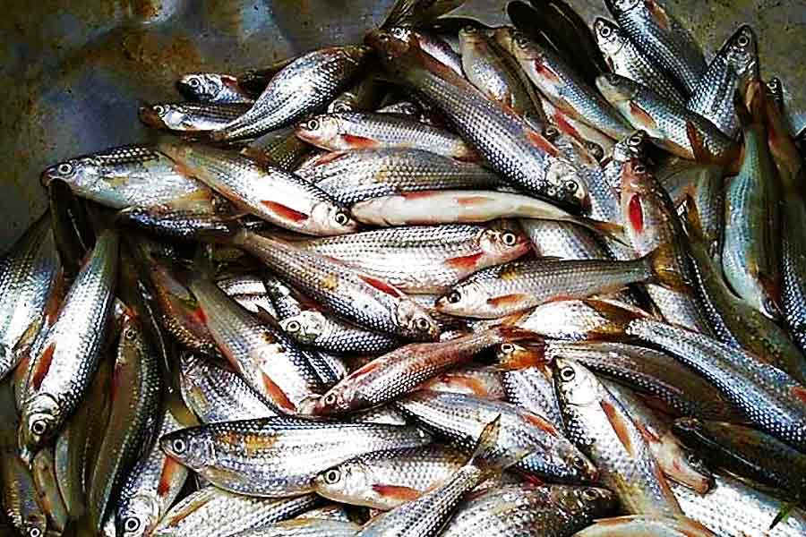 Fishing is tough even in monsoon due to pollution