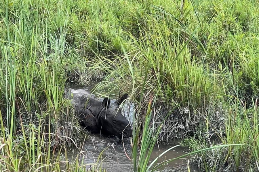 Little rhino rescued unique way in Jaldapara National Forest, forest department praised