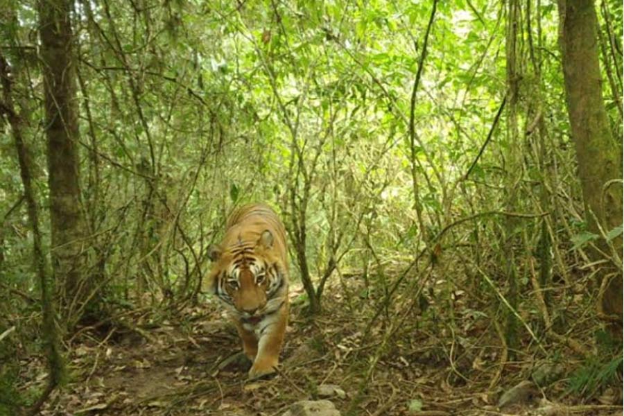 Royal Bengal Tiger Jinat entered Belpahari