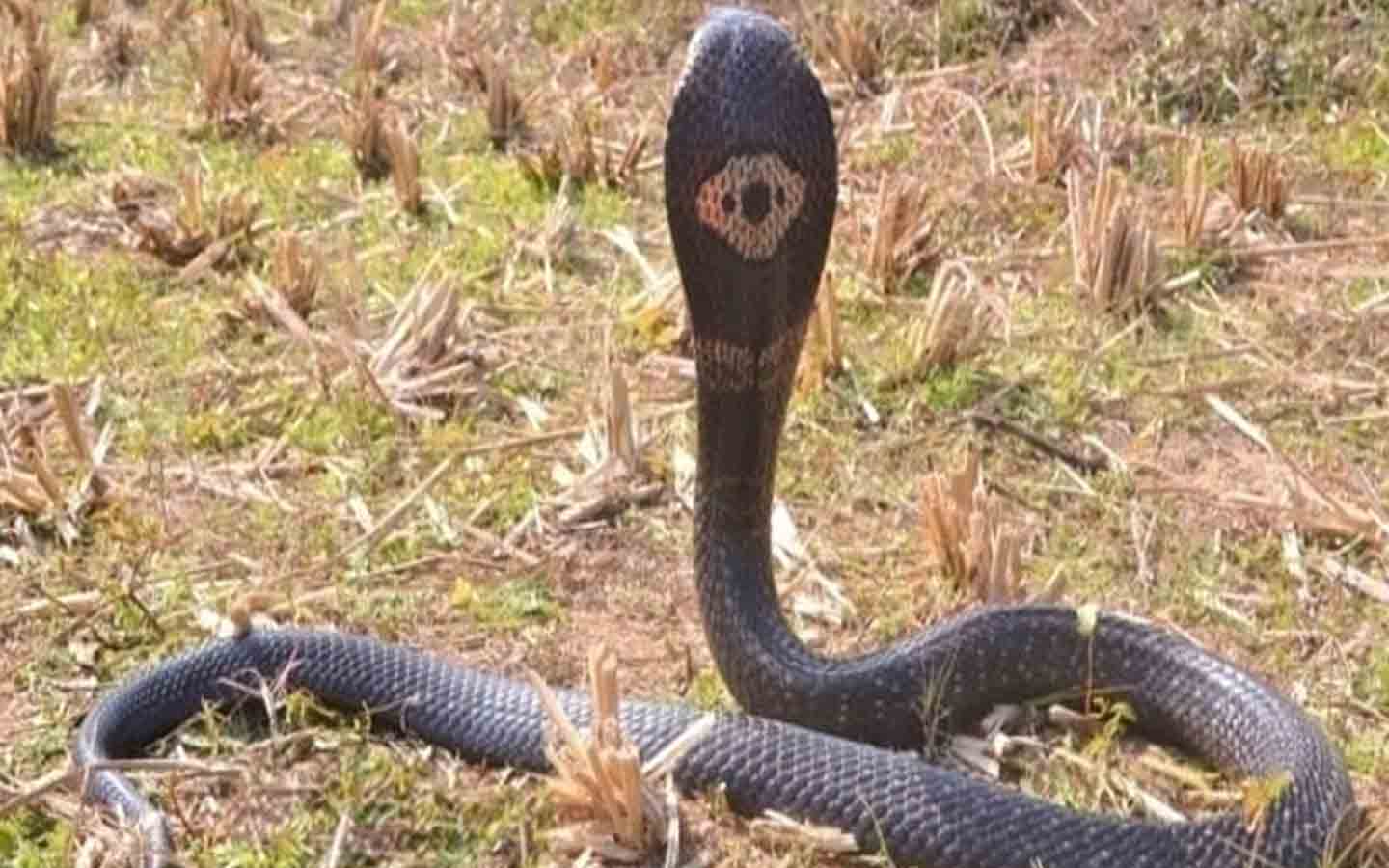 Child died after snake bite him in Katwa