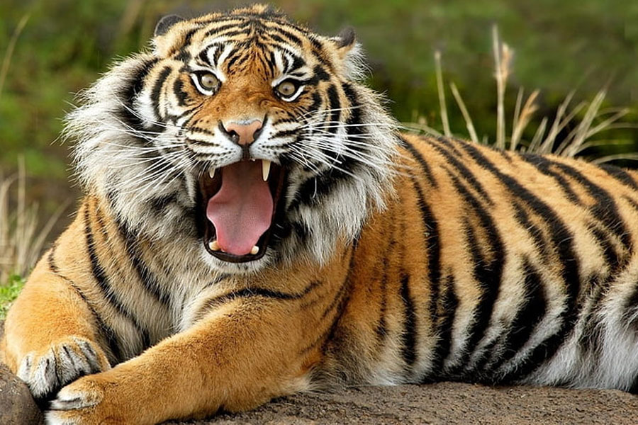 People around the forest of Jhargram are in trouble as they cannot enter into the forest for Royal Bengal Tiger
