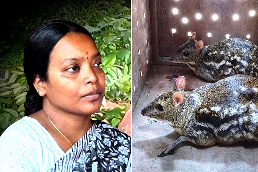 Birbaha Hansda will adopt Mouse Deer from Alipore Zoo