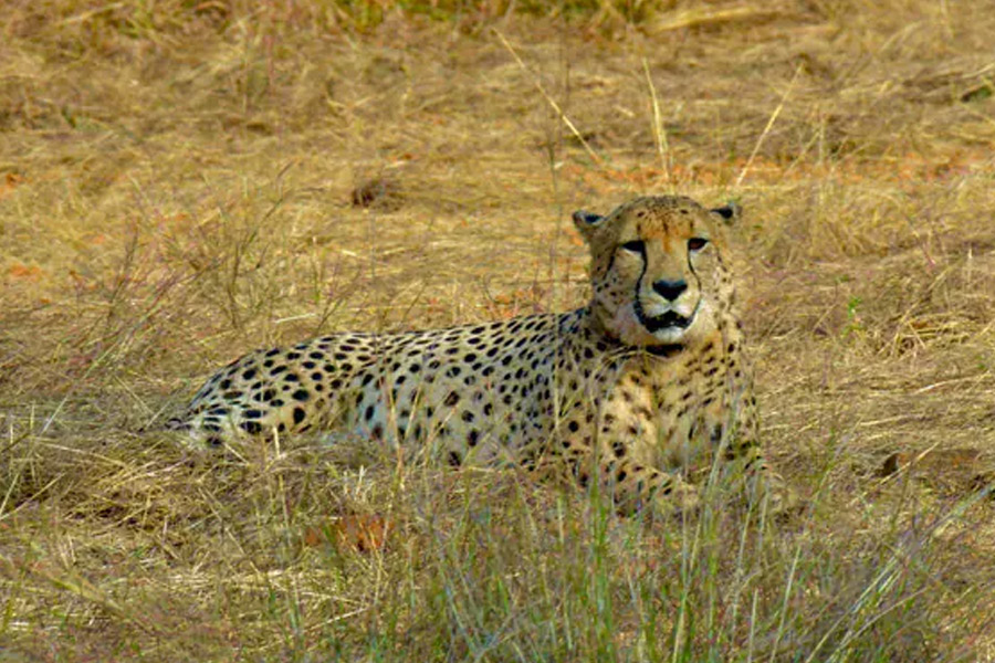 Another cheetah died in Kuno after released to national park
