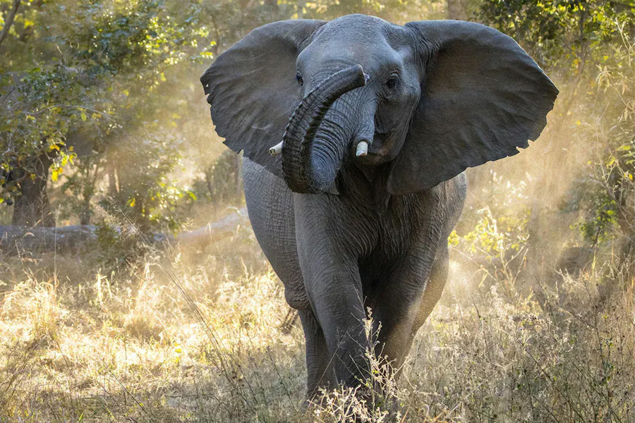 A Elephant of agartala died in train accident