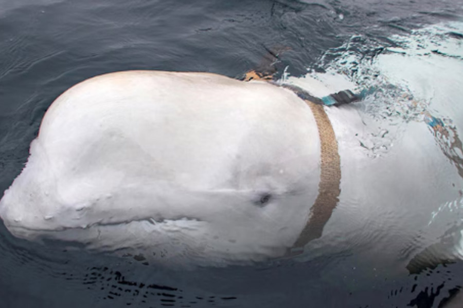 'Russian Spy' whale Hvaldimir found dead in Norway
