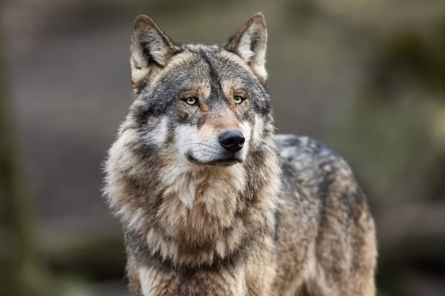 'Love Trap' to be Laid for Bahraich’s Lame Wolf