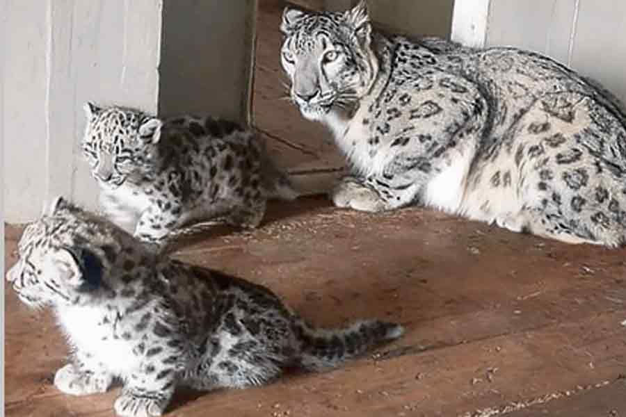 4 red panda and 2 snow leopard born in Padmaja Naidu Himalayan Zoological Park
